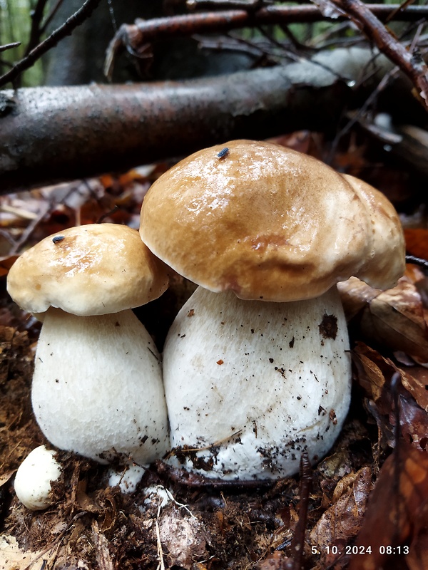 hríb smrekový Boletus edulis Bull.