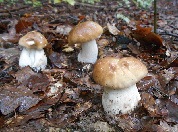 hríb smrekový Boletus edulis Bull.