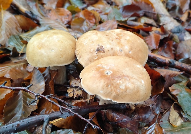 hríb smrekový Boletus edulis Bull.