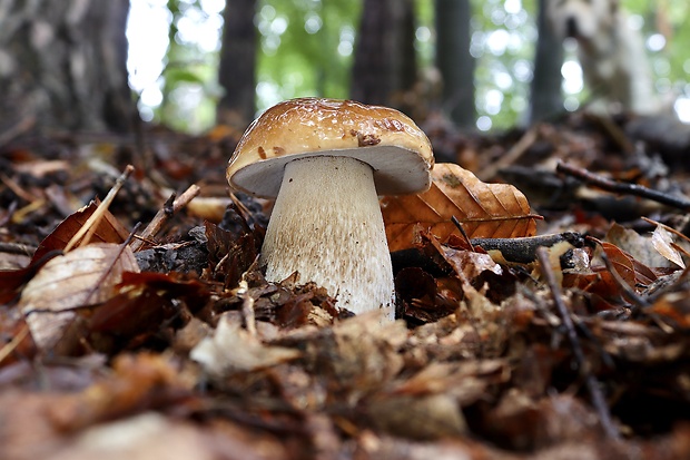 hríb smrekový Boletus edulis Bull.