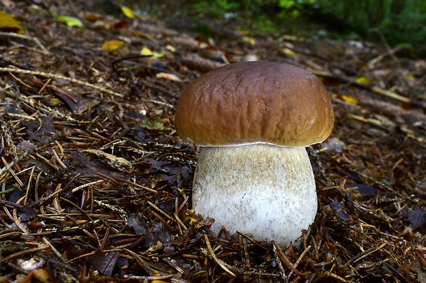 hríb smrekový Boletus edulis Bull.