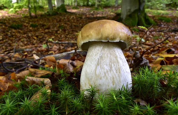 hríb smrekový Boletus edulis Bull.