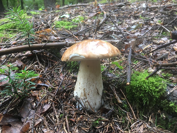 hríb smrekový Boletus edulis Bull.