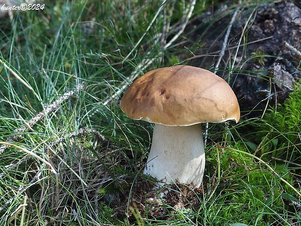 hríb smrekový Boletus edulis Bull.