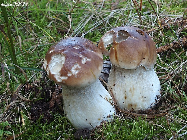 hríb smrekový Boletus edulis Bull.