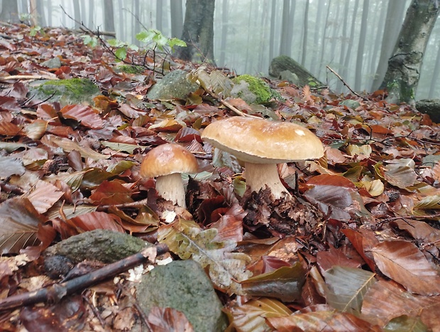 hríb smrekový Boletus edulis Bull.