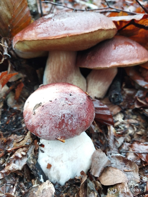 hríb sosnový Boletus pinophilus Pil. et Dermek in Pil.