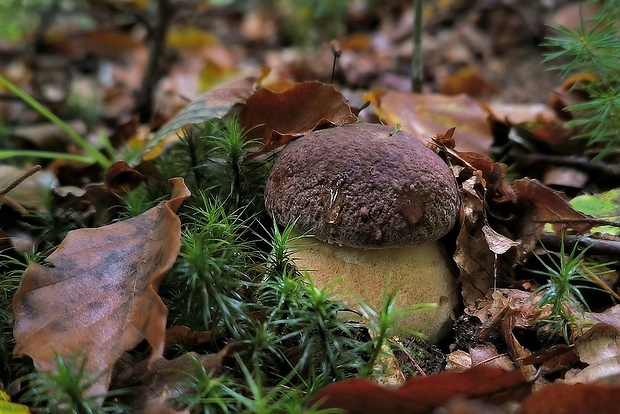 hríb sosnový Boletus pinophilus Pil. et Dermek in Pil.