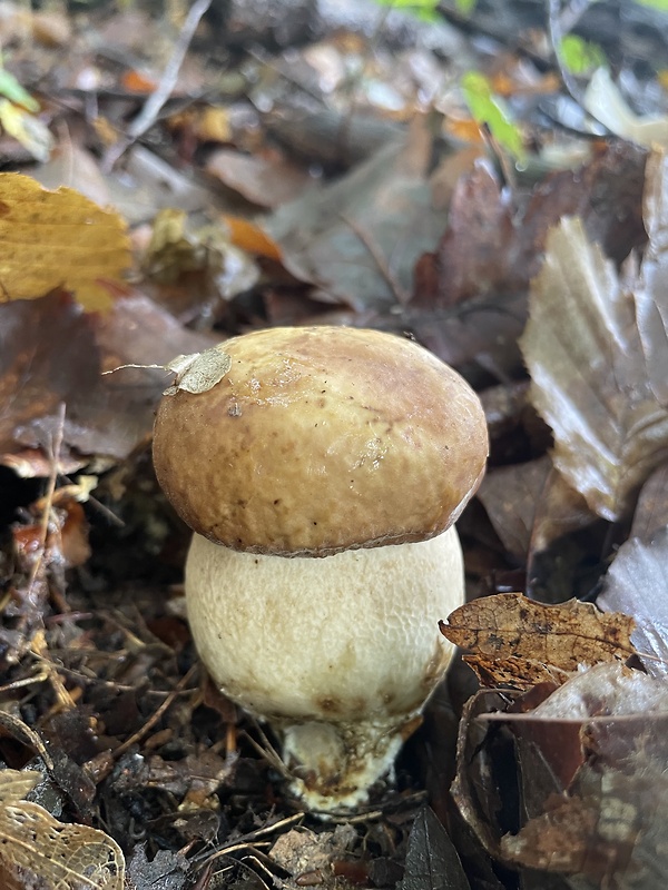 hríb dubový Boletus reticulatus Schaeff.