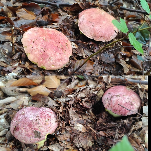 hríb kráľovský Butyriboletus regius (Krombh.) D. Arora & J.L. Frank