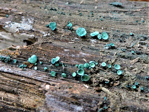 zelenica Chlorociboria sp.