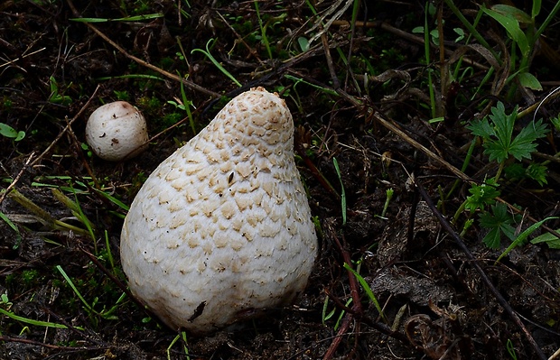 strieška bedľovitá Chlorophyllum agaricoides (Czern.) Vellinga