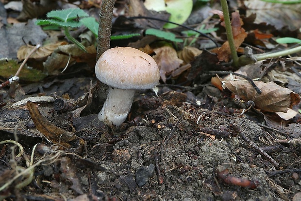 pavučinovec Cortinarius sp.