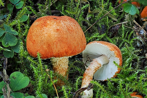 zrnivka rumelková Cystodermella cinnabarina (Alb. & Schwein.) Harmaja