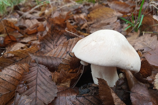 hodvábnica veľká Entoloma sinuatum (Bull.) P. Kumm.