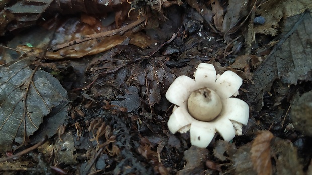 hviezdovka strapkatá Geastrum fimbriatum Fr.