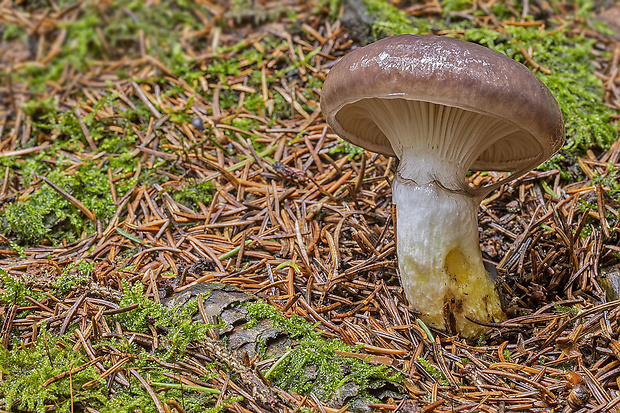 sliziak mazľavý Gomphidius glutinosus (Schaeff.) Fr.