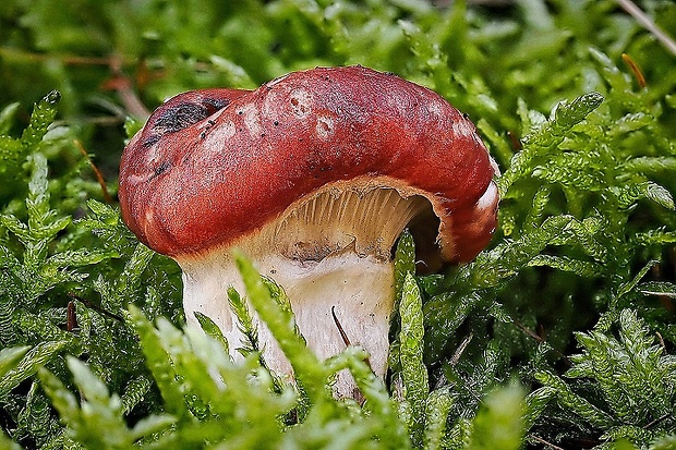 sliziak ružový Gomphidius roseus (Fr.) Oudem.