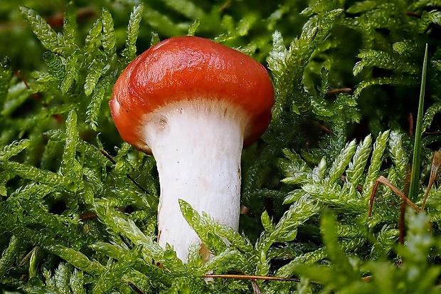 sliziak ružový Gomphidius roseus (Fr.) Oudem.