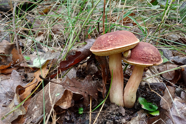 suchohríb karmínový Hortiboletus rubellus (Krombh.) Simonini, Vizzini & Gelardi