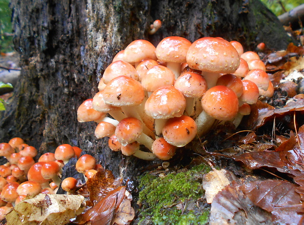 strapcovka tehlovočervená Hypholoma lateritium (Schaeff.) P. Kumm.