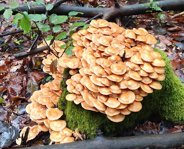 šupinačka menlivá Kuehneromyces mutabilis (Schaeff.) Singer & A.H. Sm.