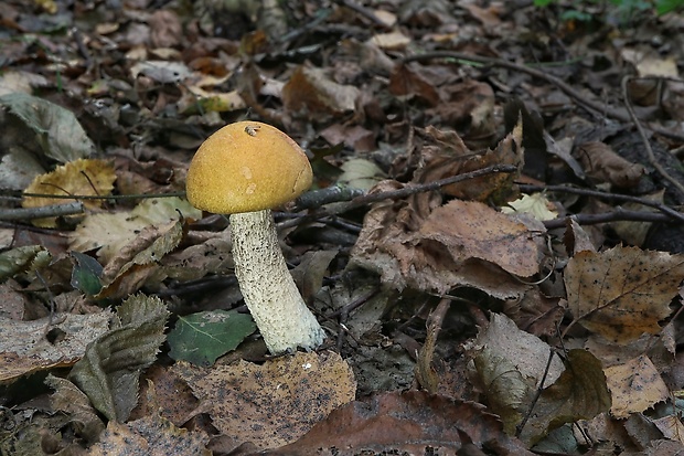 kozák osikový Leccinum albostipitatum den Bakker & Noordel.