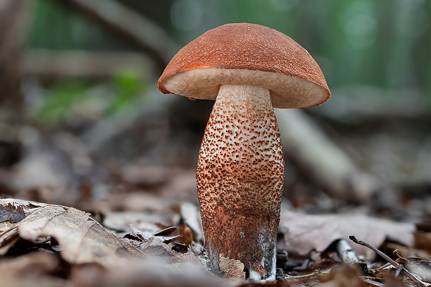 kozák dubový Leccinum aurantiacum (Bull.) Gray