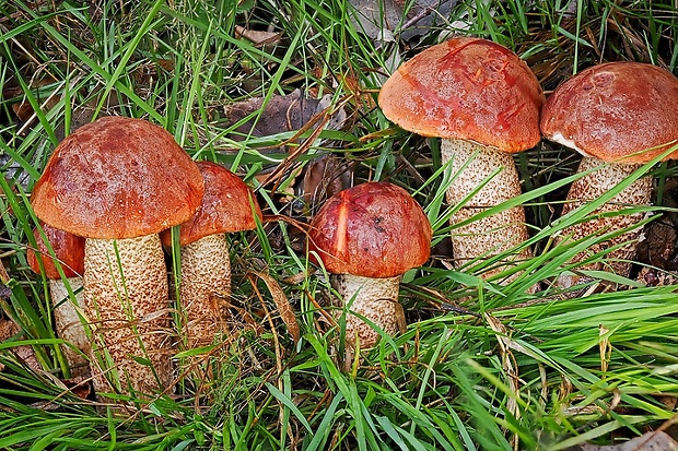 kozák dubový Leccinum aurantiacum (Bull.) Gray