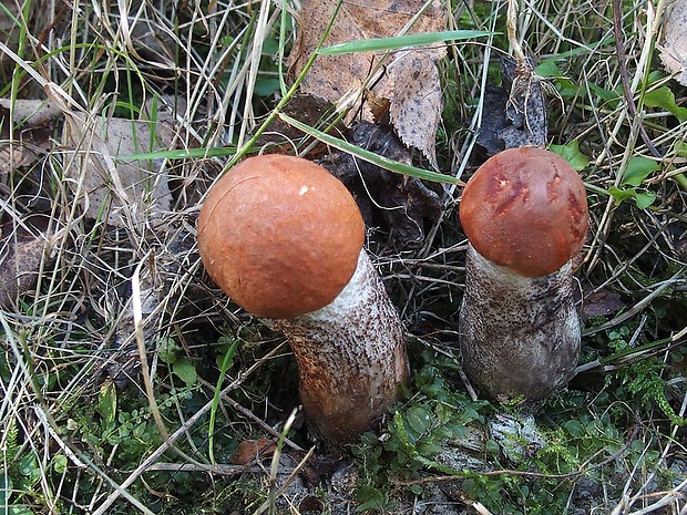 kozák dubový Leccinum aurantiacum (Bull.) Gray