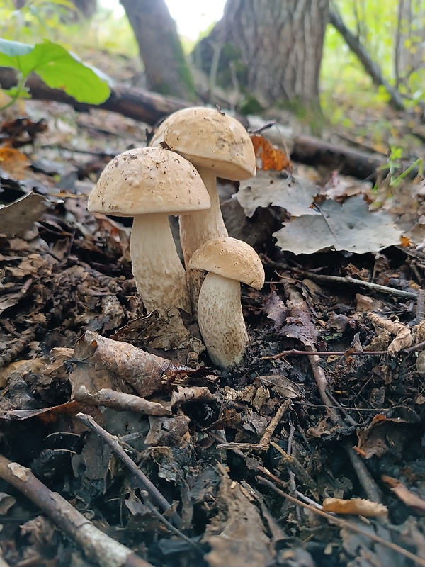 kozák topoľový Leccinum duriusculum (Schulzer ex Kalchbr.) Singer