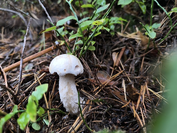 kozák belostný Leccinum percandidum (Vassilkov) Watling