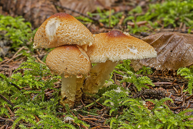 bedlička vlnatá Lepiota clypeolaria (Bull.) P. Kumm.