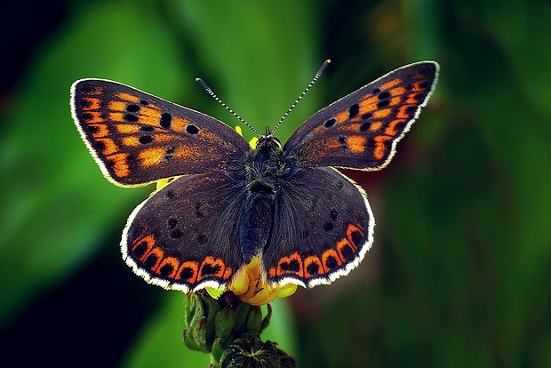 ohniváčik čiernoškvrnný (sk) / ohniváček černoskvrnný (cz) Lycaena tityrus (Poda, 1761)