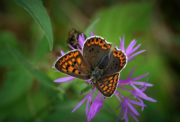 ohniváčik čiernoškvrnný (sk) / ohniváček černoskvrnný (cz) Lycaena tityrus (Poda, 1761)