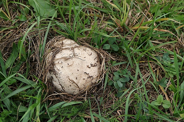 rozpadavec dlabaný Lycoperdon utriforme Bull.