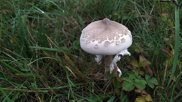 bedľa Konradova Macrolepiota konradii (Huijsman ex P.D. Orton) M.M. Moser