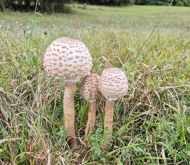 bedľa vysoká Macrolepiota procera (Scop.) Singer