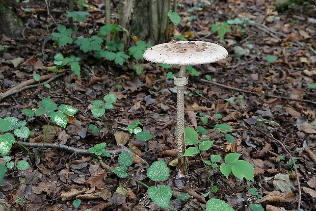 bedľa vysoká Macrolepiota procera (Scop.) Singer