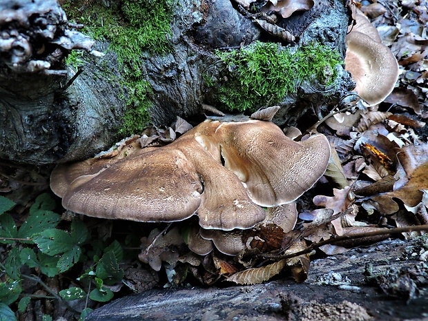 vejárovec obrovský Meripilus giganteus (Pers.) P. Karst.