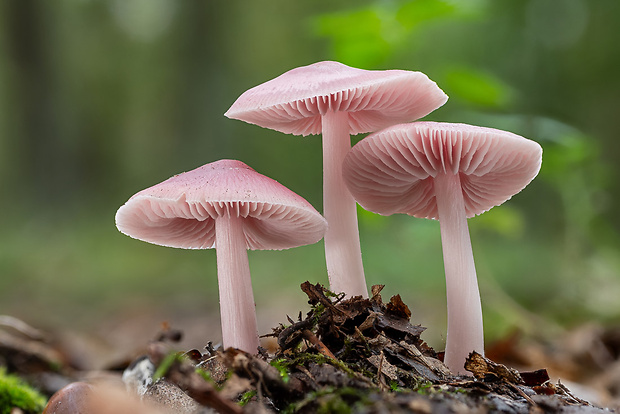 prilbička ružovkastá Mycena rosea Gramberg