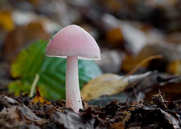 prilbička ružovkastá Mycena rosea Gramberg