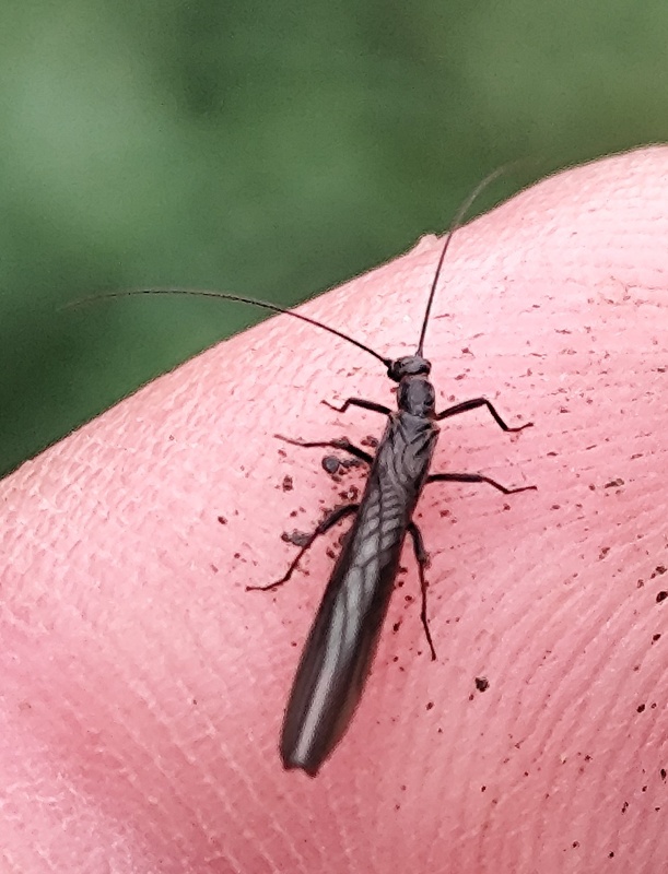 pošvatka Plecoptera