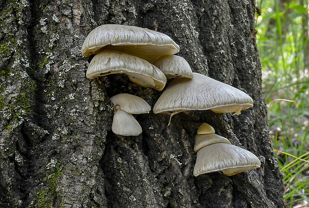 hliva závojová Pleurotus calyptratus (Lindblad ex Fr.) Sacc.