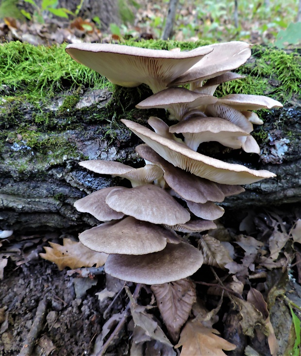 hliva ustricovitá Pleurotus ostreatus (Jacq.) P. Kumm.