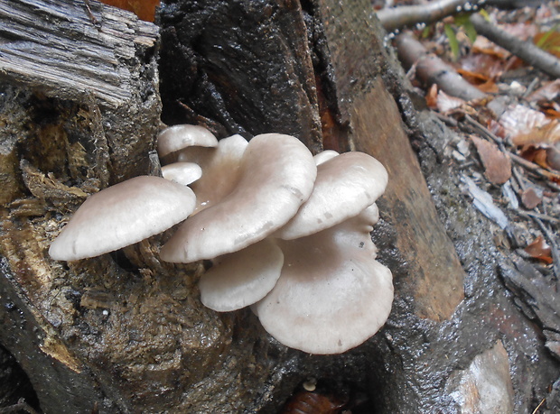 hliva buková Pleurotus pulmonarius (Fr.) Quél.