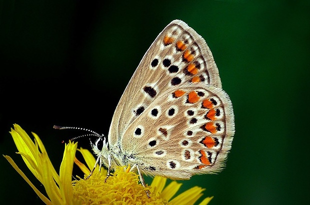 modráčik obyčajný (sk) / modrásek jehlicový (cz) Polyommatus icarus (Rottemburg, 1775)