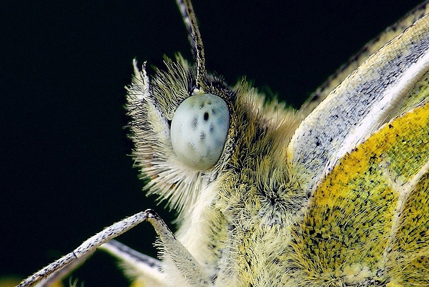 mlynárik rezedový (sk) / bělásek rezedkový (cz) Pontia edusa (Linnaeus, 1758)