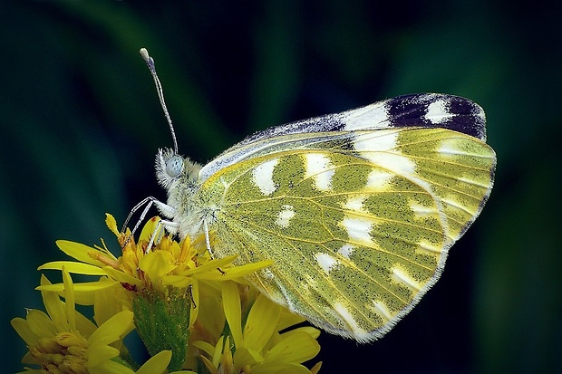 mlynárik rezedový (sk) / bělásek rezedkový (cz) Pontia edusa (Linnaeus, 1758)