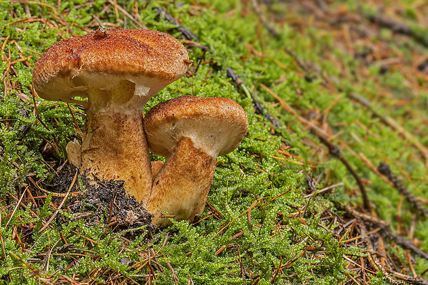 hríbovec dutohlúbikový Suillus cavipes (Opat.) A.H. Sm. & Thiers